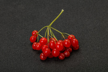 Red tasty and juicy Viburnum berries