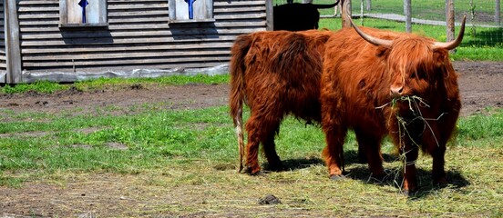 Wall Mural - The Highland is a Scottish breed of rustic cattle, has long horns and a long shaggy coat. 