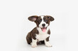 © yana136 - Welsh Corgi Cardigan cute fluffy dog puppies. funny animals on white background with copy space
