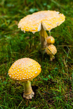 Poisonous Yellow Mushroom In Nature