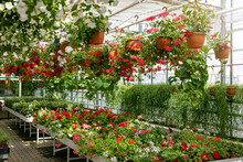 Ornamental Garden Plants And Pelargonium Flowers At Nursery Greenhouse