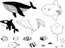 シンプルな海の生き物達