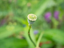 The Seed Pod Or Sleeping Bulb Of A Red Poppy With A Blurred Green Background