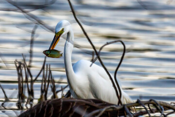 Great egret series #2