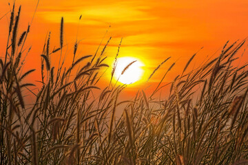 Wall Mural - Grass flowers with rim light effect at sunset. Flower grass and sunrise background in the morning. Grass flowers in the grass field in the sunlight .