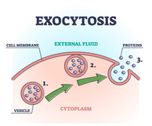 Exocytosis Process Explanation As Proteins Release Mechanism Outline Diagram. Educational Labeled Cellular Side View With External Fluid, Proteins And Vesicle Vector Illustration. Anatomical Transport