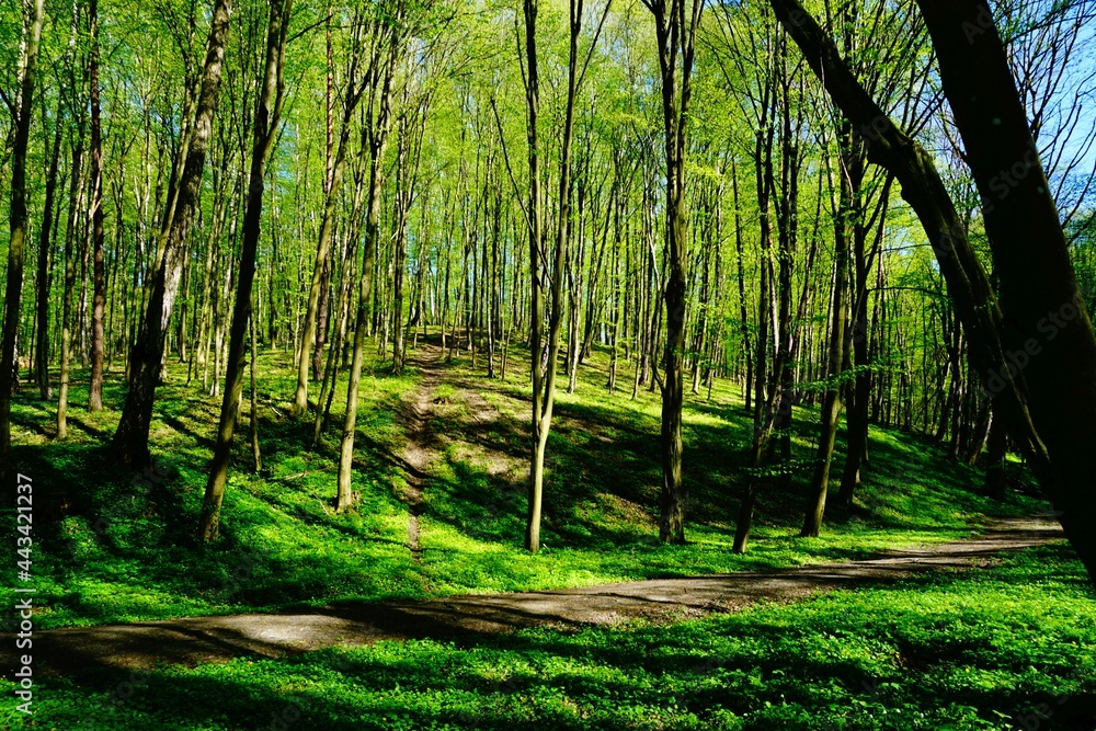 Leśna droga wiosną w otoczeniu soczystej zieleni - obrazy, fototapety, plakaty 