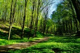 Fototapeta  - Leśna droga wiosną