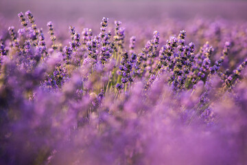  Beautiful lavender field at sunrise. Purple flower background. Blossom violet aromatic plants.