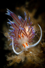 Wall Mural - Cratena peregrina nudibranch in the Mediterranean sea