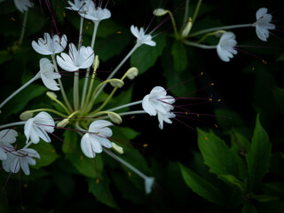 Wall Mural - Bouquet of White Flowers Blooming with Red Pollen