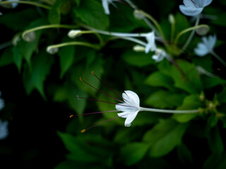 Wall Mural - White Flowers Blooming with Red Pollen