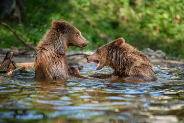two wild brown bear play or fight on pond in the summer forest. animal in natural habitat. wildlife 