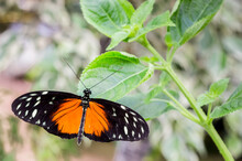 Heliconius Hecale Butterfly Sitting On A Green Plant