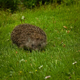 Fototapeta  - Hedgehog (Erinaceus) on the lawn.