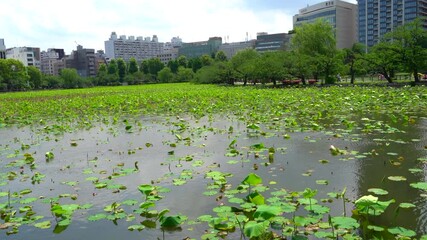 Wall Mural - The lotus leaves at Shinobazu Pond in Ueno.