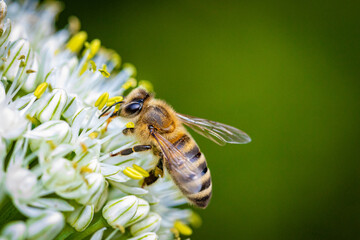 Wall Mural - Bee on a white onion flower collecting pollen and nectar for the hive