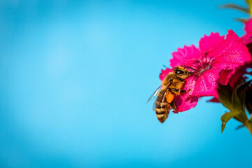 Wall Mural - Bee on a pink flower collecting pollen and nectar for the hive  blue background