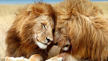 The Embrace Of Two Lions