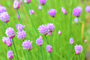 Chive flowers in the garden.