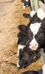 young small calves