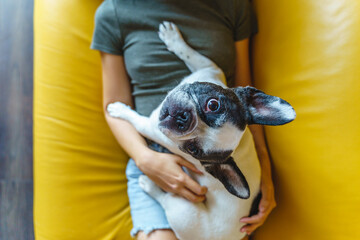 Unrecognizable woman stroking bulldog on yellow couch. Horizontal top view of little dog at home