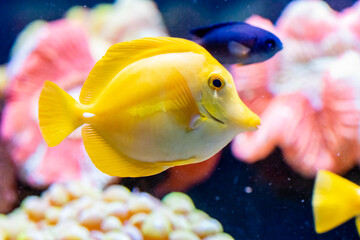 Poster - zebrasoma, yellow sailing fish