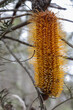 Yellow Banksia natural flower, native flowers australia
