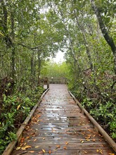 Wooden Footpath Boardwalk In Swamps Southwest Florida