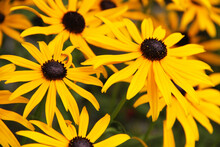 Close Up Of Black Eyed Susan, Rudbeckia Flowers That Are A Cheery Golden Yellow.
