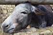 A small donkey with a sad muzzle looks out from a stone fence