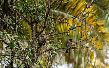 beautiful and unusual birds of Africa in natural conditions 