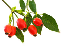 Branch Of Dog Rose With Hips, Isolated On White