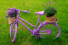 Retro Old Painted Violet Woman's Bicycle In Summer Garden With Lavender Basket