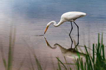 Wall Mural - a great egret hunting food in the shallow water