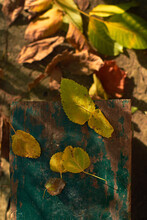 Autumn, Yellow Leaf On A Wooden Board With Remnants Of Old Paint