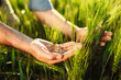 Farmer's hands. The agronomist checks and compares ripe wheat with young wheat. Ripe harvest concept. Wheat grains.