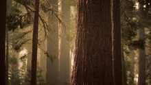Giant Sequoias In Redwood Forest