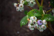 Fresh Young Blueberries With Water Droplets On Branch