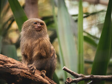 A Pygmy Marmoset Sits On A Branch And Looks Curiously To The Side