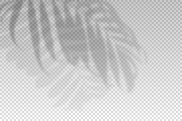 Wall Mural - shadow of leaf from window. shadow palm leaves isolated on transparent background. sunshine for effe