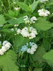 White lamb, dead nettle with green leaves and white flowers