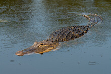American Alligator (Alligator Mississippiensis) Shown Full Length In Water, Georgia, USA