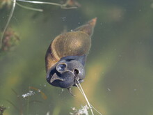Pond Snail Underwater