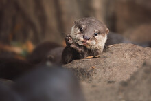 Close Up Of A Otter