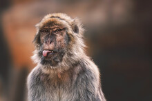 Close Up Of A Macaque