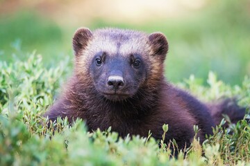 portrait wolverine