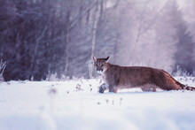 American Cougar In Winter
