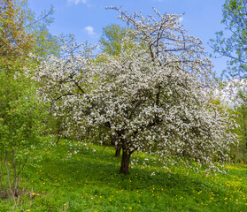 Wall Mural - Aerial view on blooming apple trees in the spring garden.