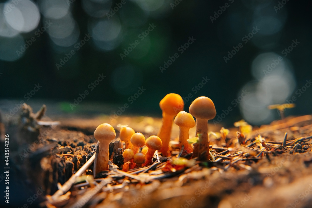 Close-up of a group of mushrooms growing on dry hemp and dark forest background in sunlight. - obrazy, fototapety, plakaty 